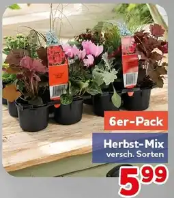 CENTERSHOP Herbst-Mix Angebot