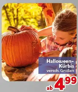 CENTERSHOP Halloween-Kürbis Angebot