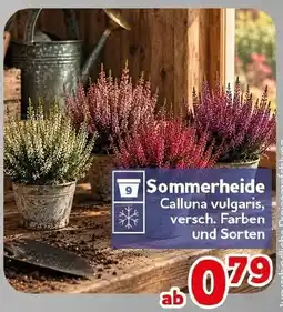 CENTERSHOP Sommerheide Angebot