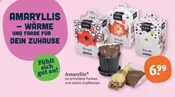 tegut Amaryllis Angebot