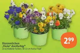 tegut Hornveilchen "Viola" dreifarbig Angebot