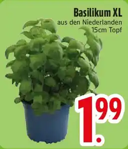Edeka Basilikum XL Angebot
