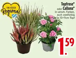 Edeka Topfrose oder Calluna Angebot