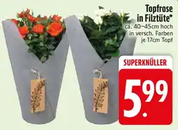 Edeka Topfrose in Filztüte Angebot