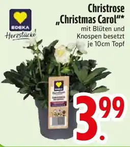 Edeka EDEKA Christrose "Christmas Carol" Angebot