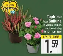 E-Center Topfrose oder Calluna Angebot