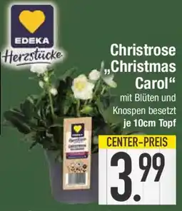 E-Center EDEKA Christrose "Christmas Carol" Angebot