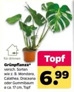 Netto Grünpflanze* Angebot