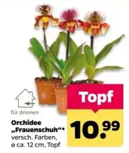 Netto Orchidee "Frauenschuh" Angebot