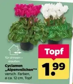 Netto Cyclamen "Alpenveilchen" Angebot