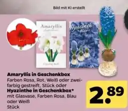 Netto Amaryllis in Geschenkbox Angebot