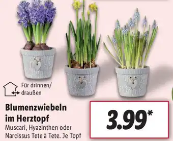 Lidl Blumenzwiebeln im Herztopf Angebot