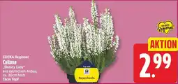EDEKA Wucherpfennig EDEKA Regional Calluna "Beauty Lady" Angebot