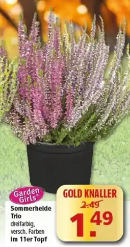 Multi Markt Garden Girls Sommerheide Trio Angebot