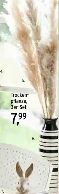 Ernstings family Myhome trockenpflanze oder vase Angebot