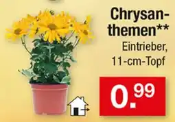 Zimmermann Chrysanthemen** Eintrieber Angebot