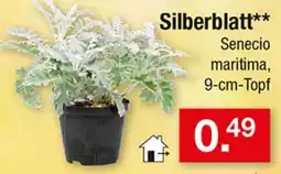 Zimmermann Silberblatt* Senecio maritima Angebot