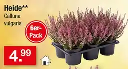 Zimmermann Heide** Calluna vulgaris Angebot