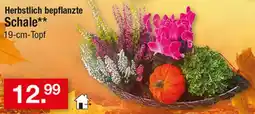 Zimmermann Herbstlich bepflanzte Schale** Angebot