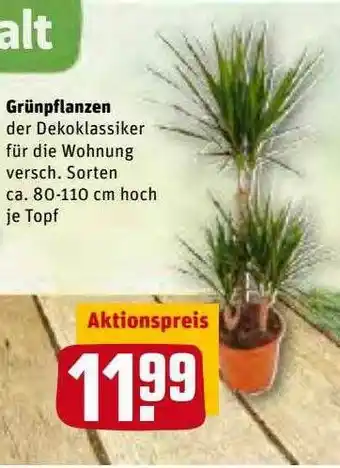 REWE Kaufpark Grünpflanzen Angebot