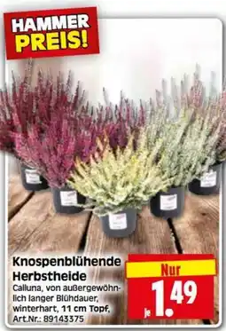 Herkules Baumarkt Knospenblühende Herbstheide Angebot