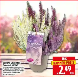 Herkules Baumarkt Calluna Lavendel Cream® NEXXT Angebot