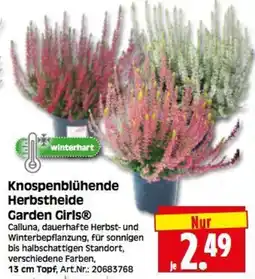 Herkules Baumarkt Knospenblühende Herbstheide Garden Girls® Angebot