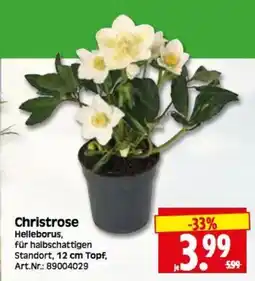 Herkules Baumarkt Christrose Helleborus Angebot