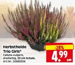 Herkules Baumarkt Herbsttheide Trio Girls® Angebot
