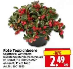 Herkules Baumarkt Rote Teppichbeere Angebot