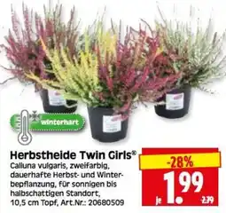 Herkules Baumarkt Herbstheide Twin Girls® Angebot