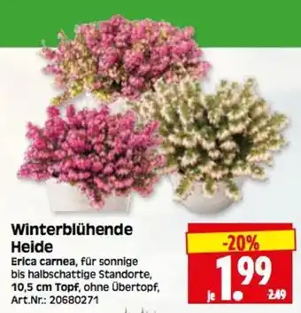 Herkules Baumarkt Winterblühende Heide Angebot