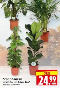 Herkules Baumarkt Grünpflanzen Angebot