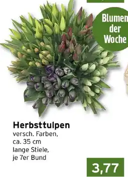 CAP Markt Herbsttulpen Angebot