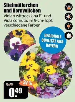 V Baumarkt Stiefmütterchen und Hornveilchen Angebot