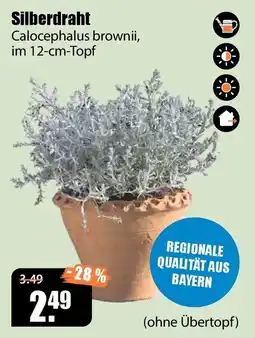V Baumarkt Silberdraht Calocephalus brownii Angebot