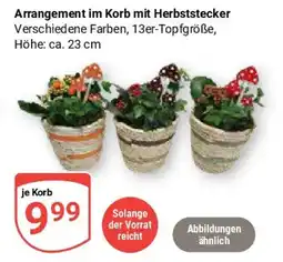 Globus Arrangement im Korb mit Herbststecker Angebot