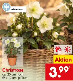 Netto Marken-Discount Christrose Angebot