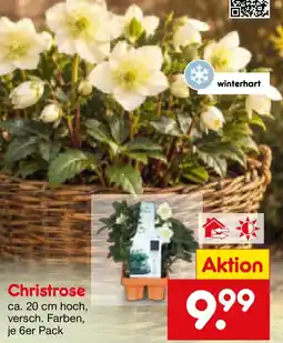 Netto Marken-Discount Christrose Angebot
