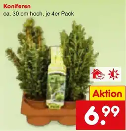 Netto Marken-Discount Koniferen Angebot