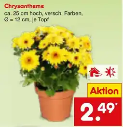 Netto Marken-Discount Chrysantheme Angebot
