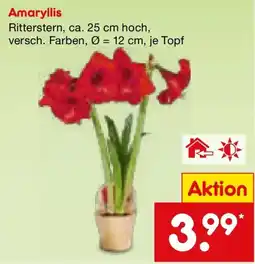 Netto Marken-Discount Amaryllis Angebot