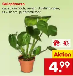 Netto Marken-Discount Grünpflanzen Angebot