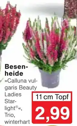 Wiglo Wunderland Calluna vulgaris Beauty Ladies Starlight® Angebot