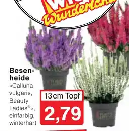 Wiglo Wunderland Besenheide »Calluna vulgaris, Beauty Ladies®«, einfarbig, winterhart Angebot
