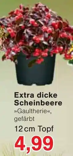 Wiglo Wunderland Extra dicke Scheinbeere »Gaultherie«, gefärbt Angebot