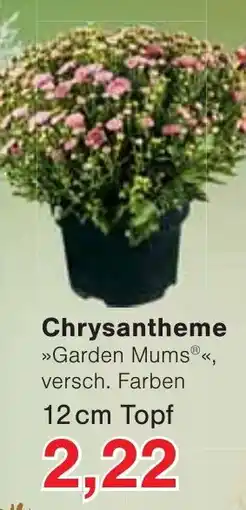 Wiglo Wunderland Chrysantheme »Garden Mums®« Angebot