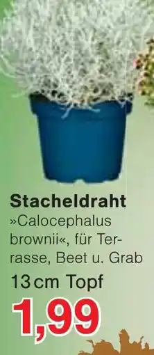 Wiglo Wunderland Stacheldraht »Calocephalus brownii« Angebot