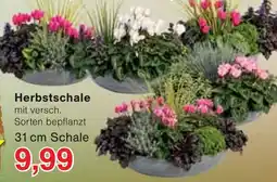 Wiglo Wunderland Herbstschale Angebot