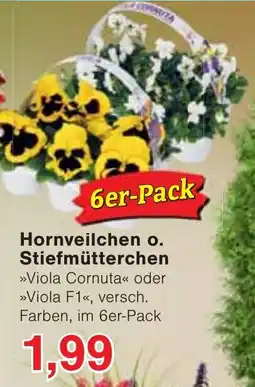 Wiglo Wunderland Hornveilchen o. Stiefmütterchen Angebot